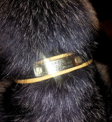 Large Collar Tag on a Hogan Leather Collar