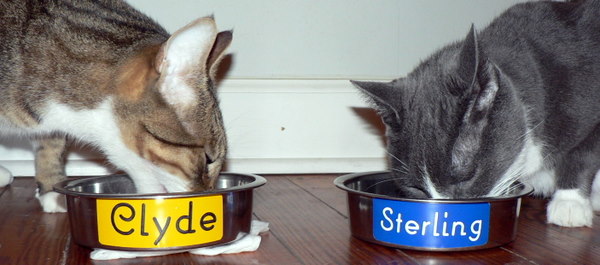 Pet Dish Labels Example